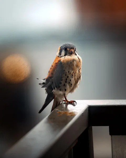 ITAP of an American Kestrel