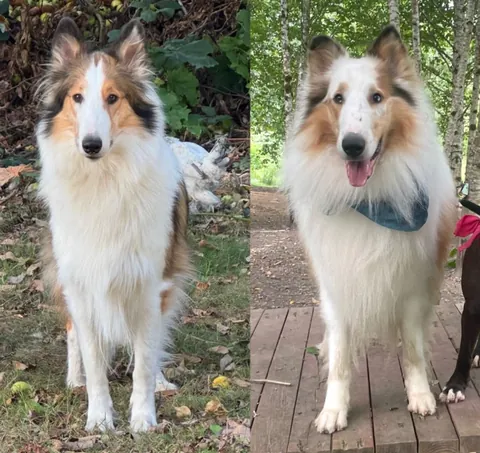 I’m adopting my dogs twin!?