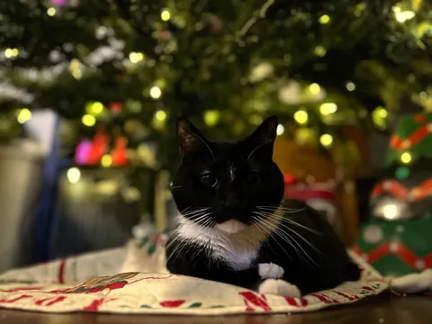 I never wanted to have to make this post. For my baby, Turkleton