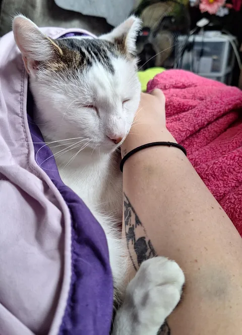 I had a procedure done yesterday and Norman hasn't left my side since I've been home