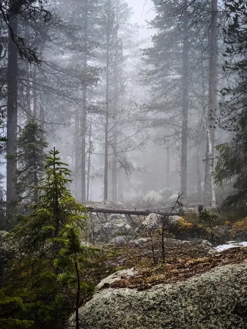 Forest covered by a mist in the early hours of the morning, Lapland, Finland [OC] (2250x3000)