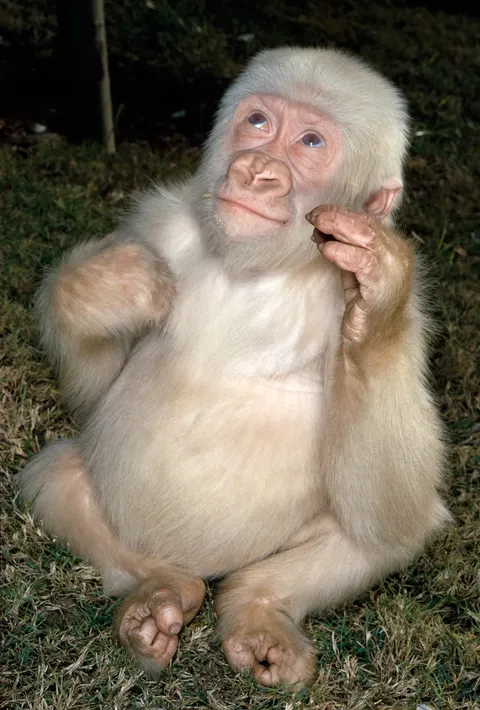 A photo of the only known albino gorilla when she was younger.