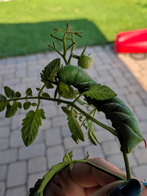 I screamed and ran when I realized what squishy thing my finger was touching. 🫠