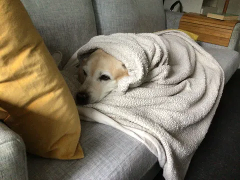 Not mine but my friend’s labrador wrapped in a blanket burrito