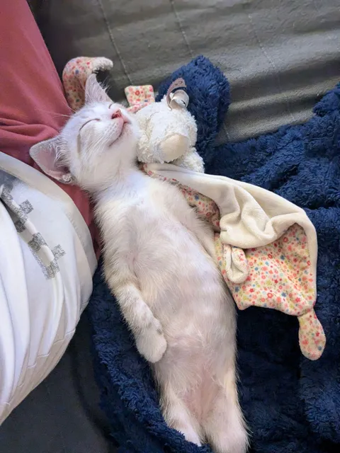 The way my kitten was sleeping