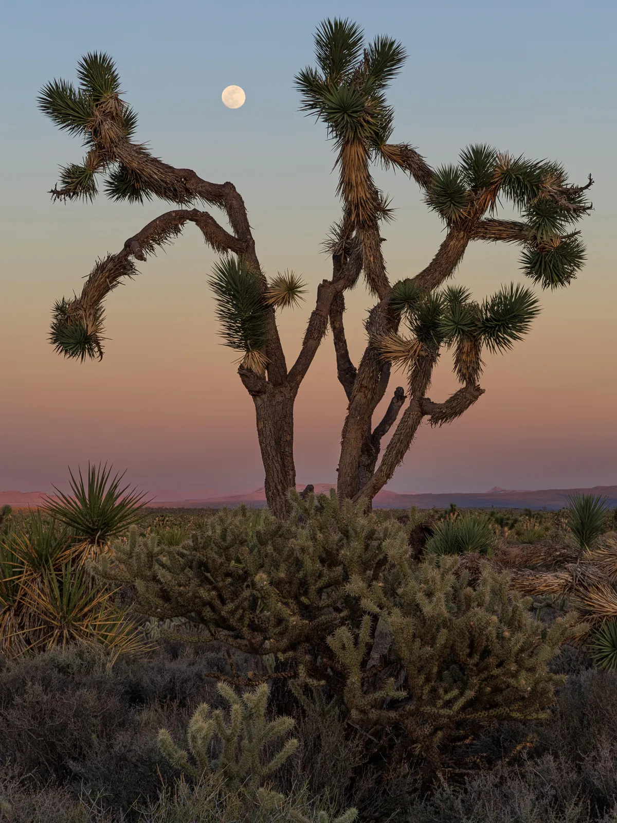 The Pink Moon rises over the Mojave Desert in southern California (OC)[3990×5320]