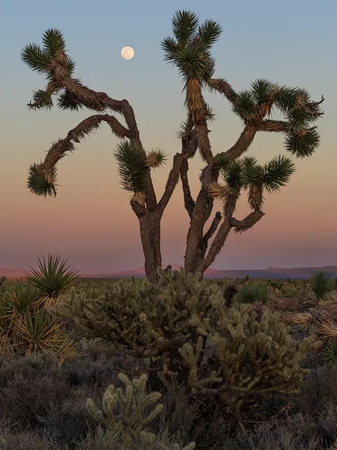 The Pink Moon rises over the Mojave Desert in southern California (OC)[3990×5320]