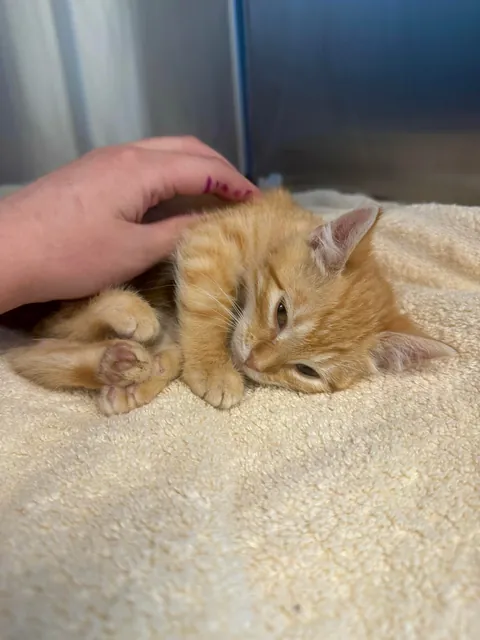 Im a shelter vet tech and spent NYE with my friend Flame