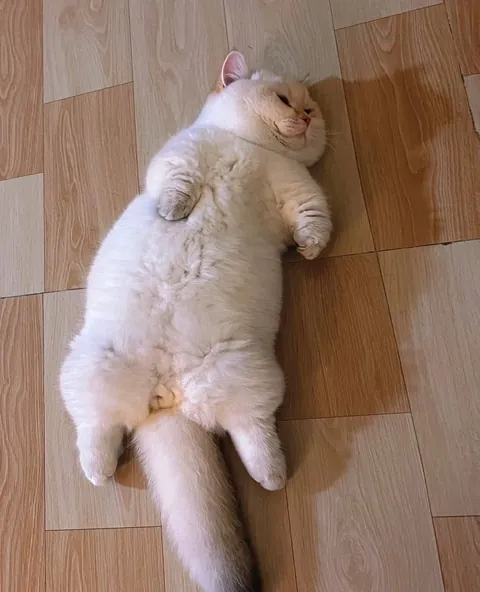 He is fat as a piglet