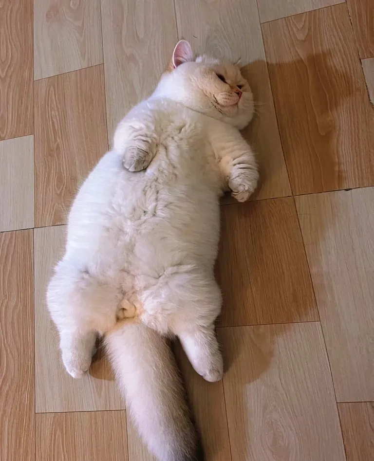 He is fat as a piglet