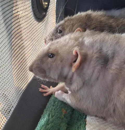 Pidgey dreams of the day he will be free from this prison. (It's open.)