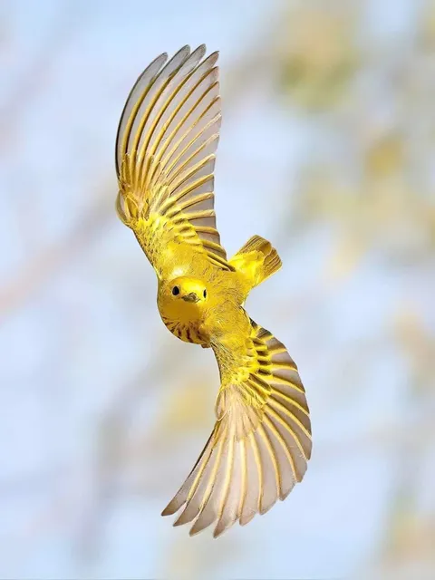 🔥Yellow Warblers (Setophaga petechia) are small, agile birds known for their stunning ‘circle flight’ during nest-building