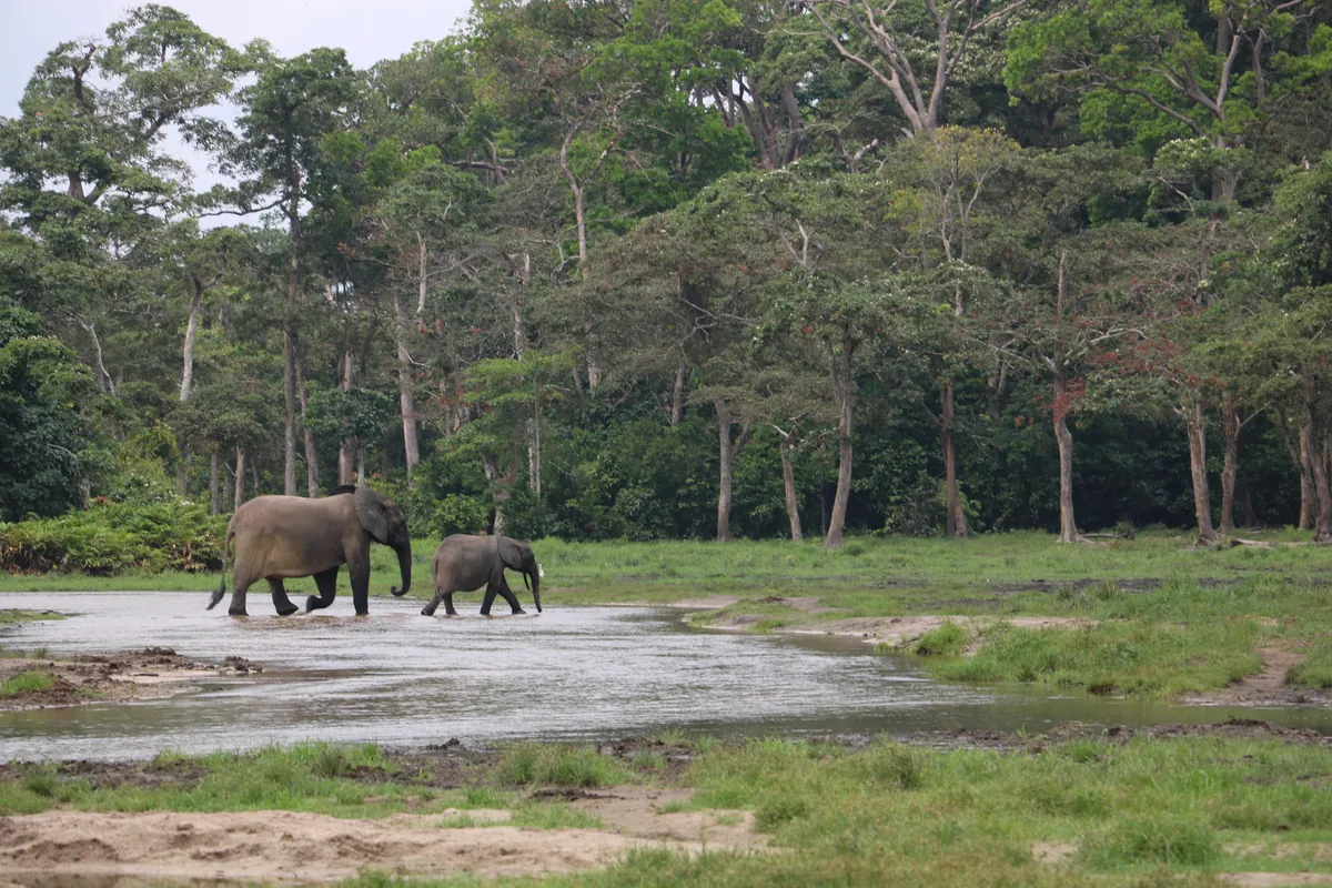 Central African Republic (CAR)