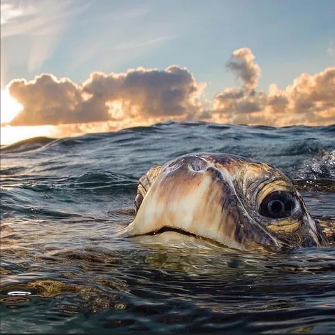 🔥 Coming Up for Air 🔥