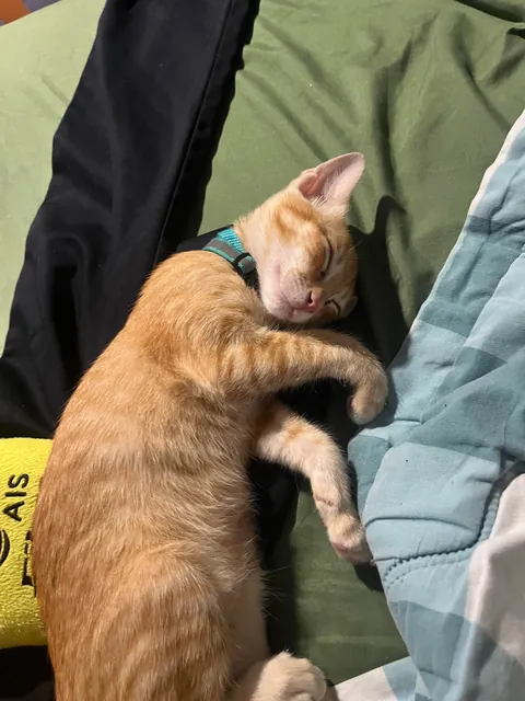 How to make my cat sleep on his own bed?