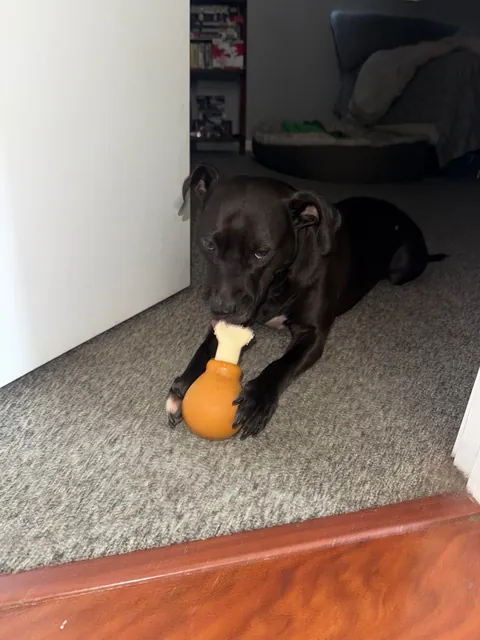 Waffles and her emotional support chicken wing 🍗🧇