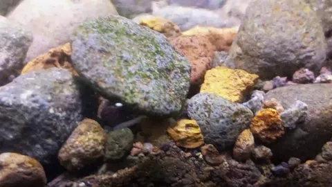 Help. What the hell is this worm I found crawling in my freshwater tank substrate?