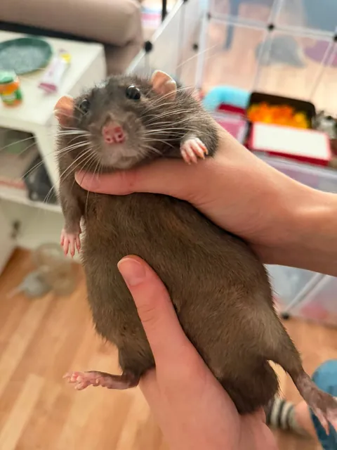 Squishy potato