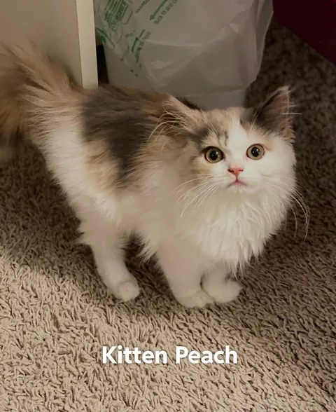 Update: I have the cat my student rehomed 3 years ago and thought had died.