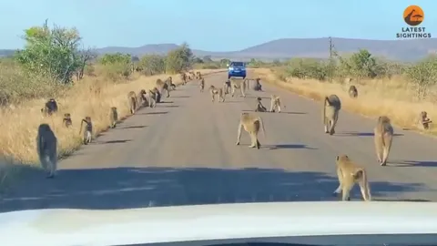 🔥 Band of baboons unite and fight off a leopard attacking one of their members