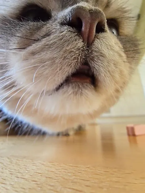 Is it okay to only send these types of pictures if you catsit?