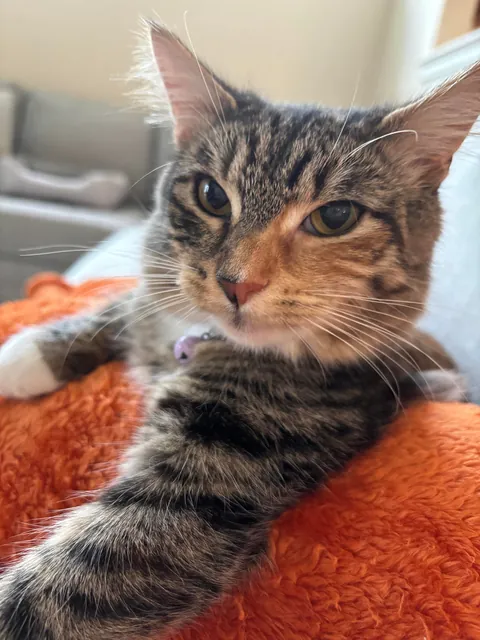 is she a tabby or calico?