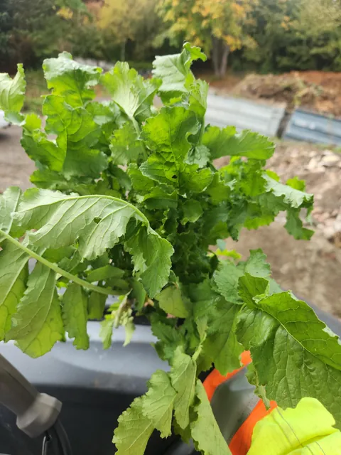 What is this and can I eat it?