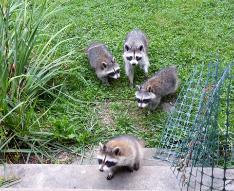 Raccoon mom and her three young ones came for a visit.