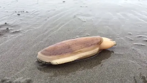 Clam digging into sand