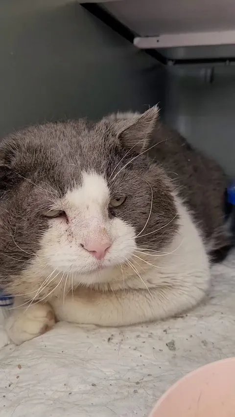 Géode from our shelter is doing so much better. His ears and eyes are healing and he tolerates us now. Love you big boy.