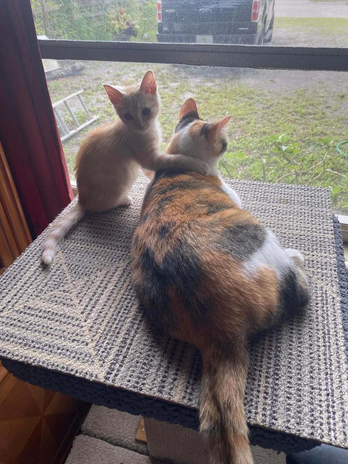 I can’t explain how happy it makes me that my girl took to the kitten we adopted so well !