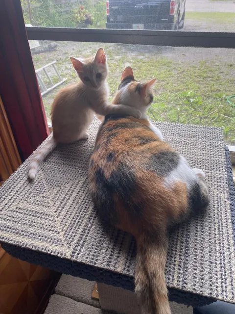 I can’t explain how happy it makes me that my girl took to the kitten we adopted so well !