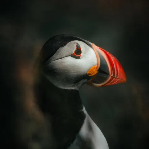 ITAP of a puffin
