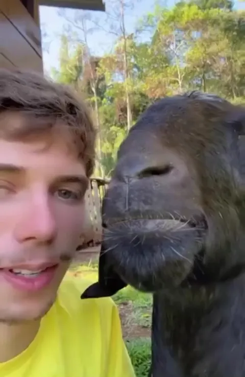 The goats really is in love as well ❤️