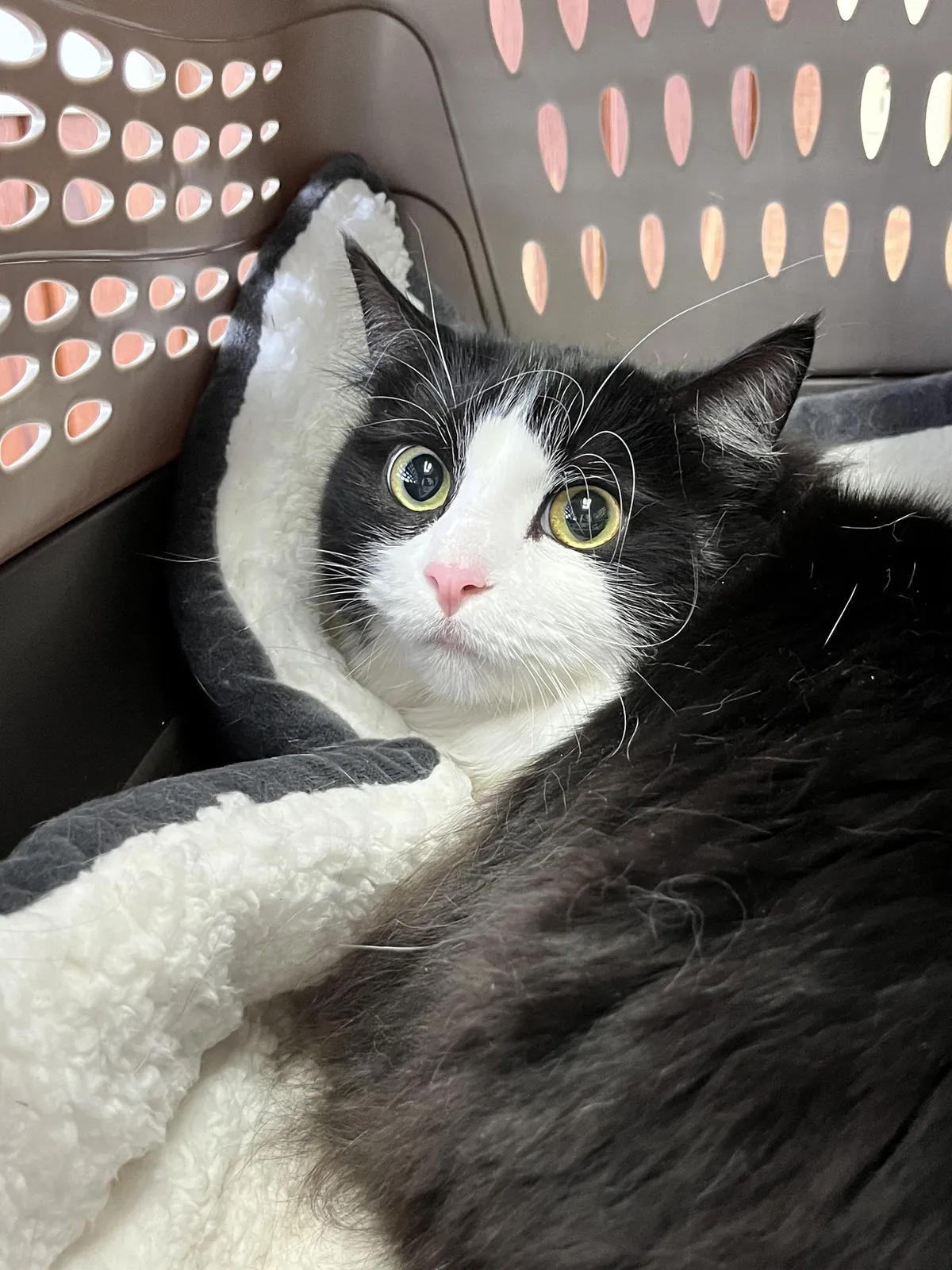 Does your cat get MAD at you ALL DAY after you bring her home from the VET?