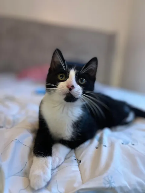 Pluto: 1 month to 1 year