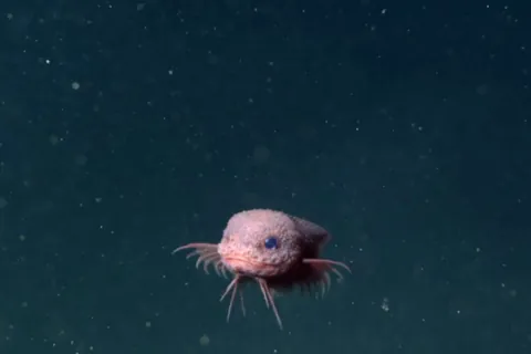 Not all deep sea creatures are monsters. Some are downright adorable. (video from NY Times)