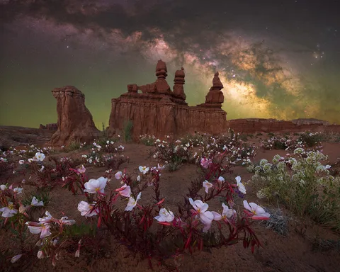 Wildflowers blooming under the night sky in Goblin Valley, Utah [OC] [1500x1200]