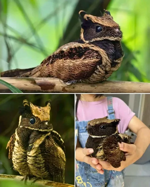 This is the GREAT-EARED NIGHTJAR - The Bird That Looks Straight Out of a Fantasy Movie!