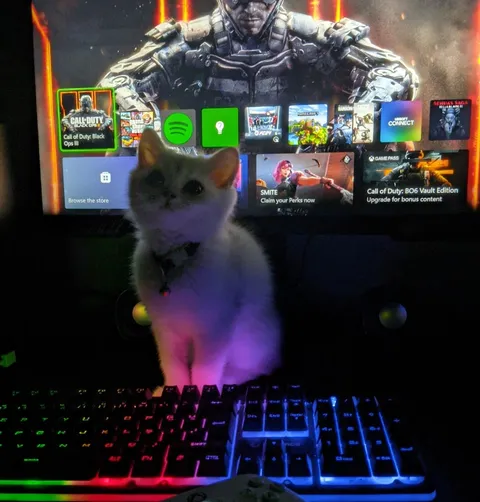 Show me your gamer cats pls!!!