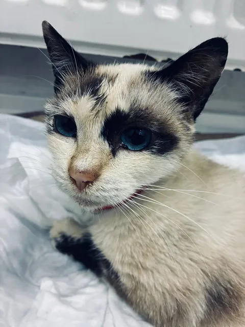 She crawled to our house with a broken paw. Now she's healed and her name is Luna  🌙