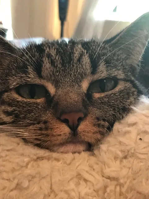 First pic is her mugshot from animal control. She’s about to celebrate her 8th birthday.