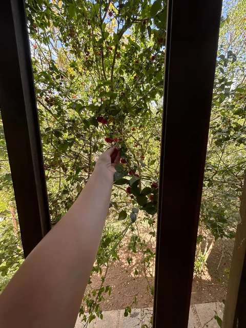 Another Brazilian fruit: Pitanga