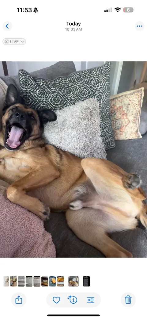 Atticus: a very good boy