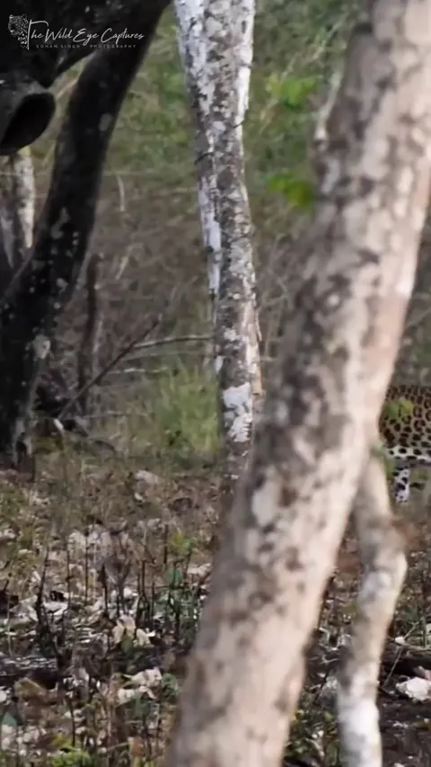 🔥 A Male Leopard Scent Marks His Territory - Bandipur National Park , India