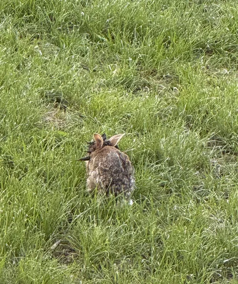 Rabbit with tentacle-like growths