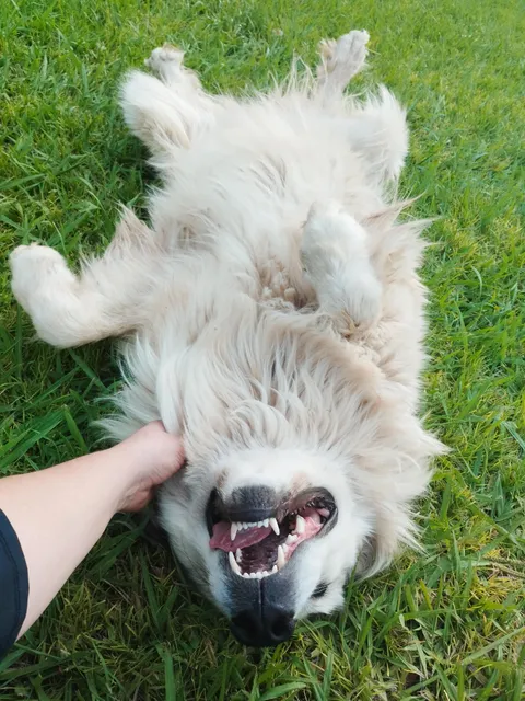 this good girl was supposed to be guarding some sheep...