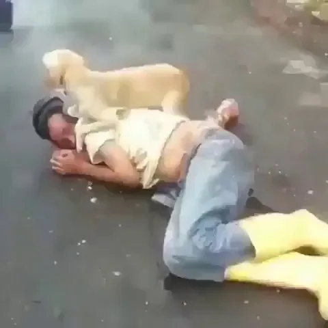 A loyal dog prevented angry motorists and police from waking up its drunk owner who was sleeping off a hangover in the middle of the street.