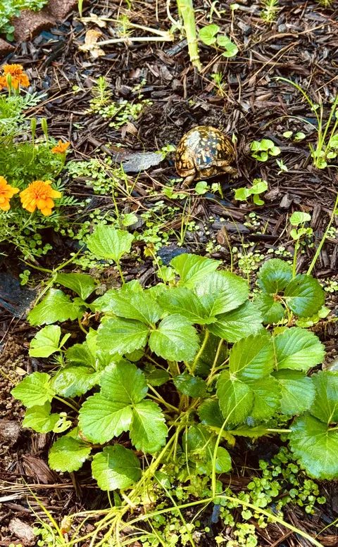 Got all the slugs and my strawberries were still getting eaten. Figured it out…