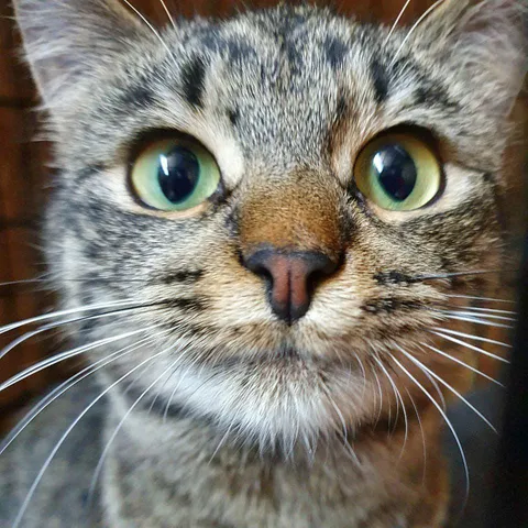 Showing off my beautiful whiskers 😽.